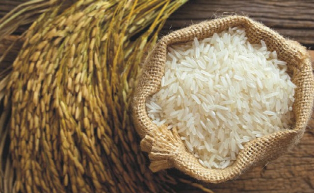 Desarrollan arroz transgénico para controlar azúcar en la sangre