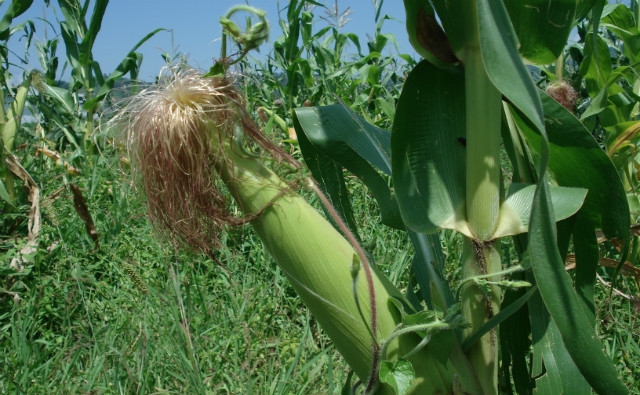 Maíz biotecnológico de Monsanto aprobado para cultivo en Pakistán