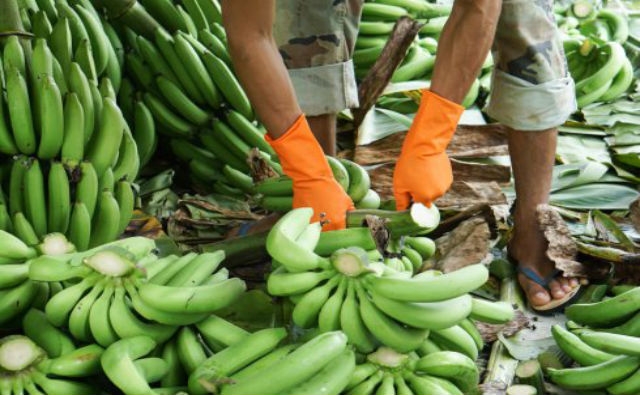 El primer plátano de la variedad Cavendish resistente a la enfermedad de Panamá