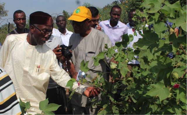 Nigeria tiene dos cultivos de OGM en camino para 2018