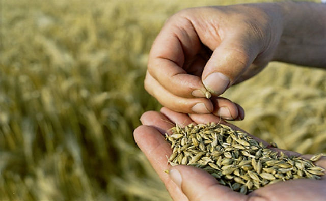 The Washington Post: Evitar los OGM no es solo anti-ciencia, es inmoral 