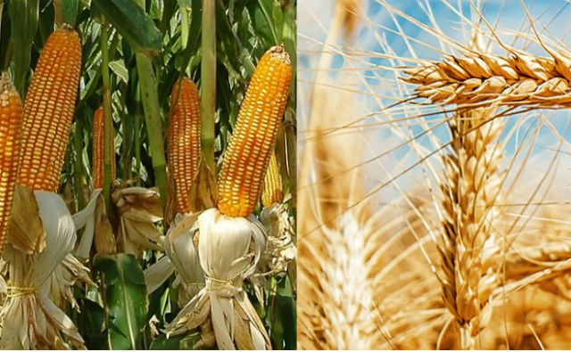La FAO estima que la producción mundial de cereales marcará un nuevo récord