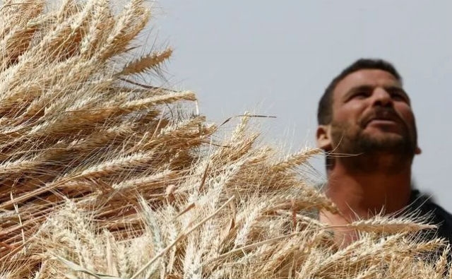 Egipto desarrolla trigo transgénico de alto rendimiento en zonas desérticas