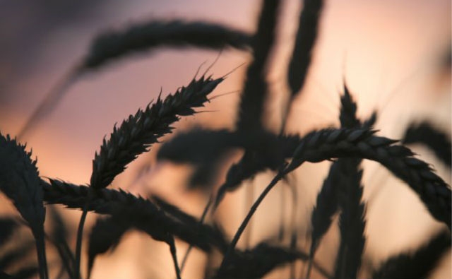 Rusia exporta más trigo que cualquier otro país en 25 años