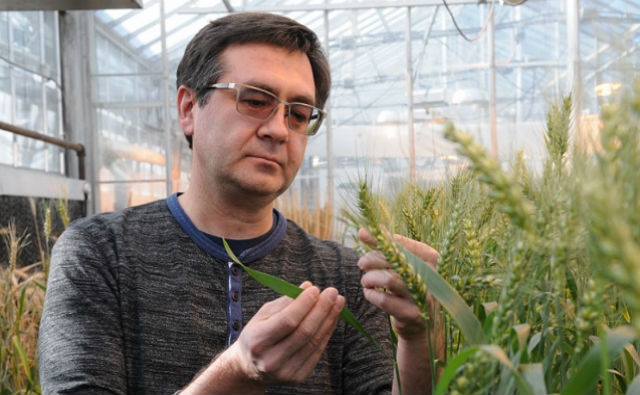 Investigadores utilizan CRISPR en el trigo