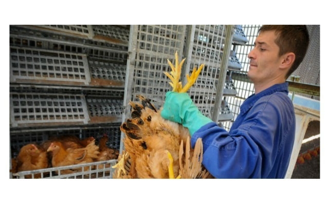 Bolivia implementa un sistema moderno de control en el área avícola