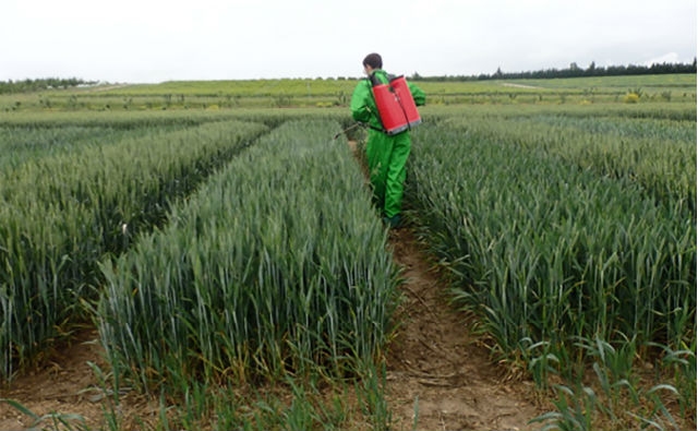 Iden Biotechnology trabaja en obtener trigo resistente a la roya y la sequía