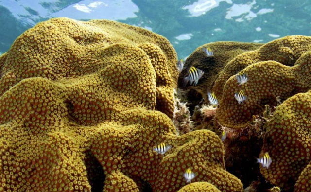 El coral que puede soportar el cambio climático