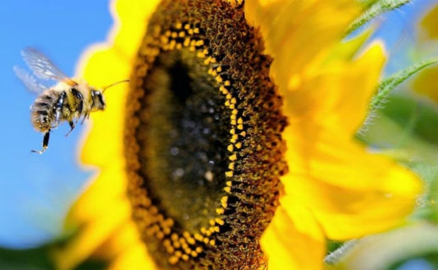 No, las abejas silvestres no han sido diezmadas por los neonicotinoides o el glifosato