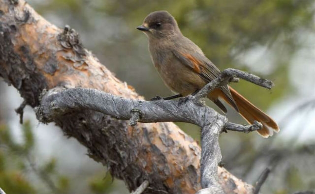 Las áreas de conservación ayudan a las aves a adaptarse al cambio climático