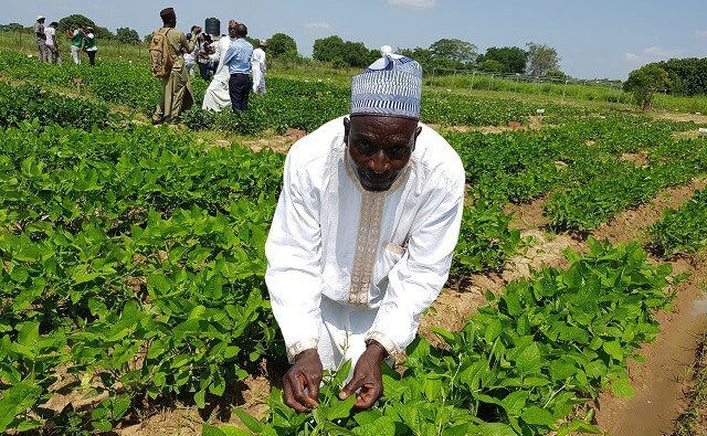 Nigeria aprueba su primer cultivo OGM: frijol caupí resistente al ataque de insectos