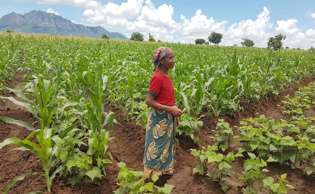 Mozambique ve los cultivos transgénicos como una forma de reducir la pobreza, lograr la seguridad alimentaria
