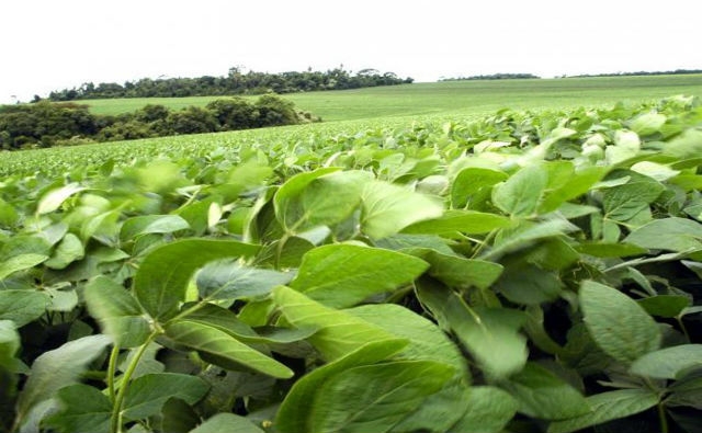 ARGENTINA: Aprueban eventos biotecnológicos en soja y maíz de Dow AgroSciences