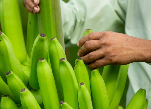 Estos bananos editados genéticamente podrían estar disponibles en Colombia