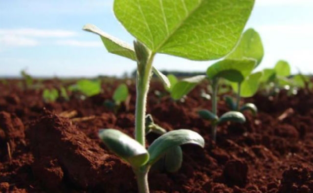 Luz verde oficial en Argentina para súper soya resistente a herbicidas, por edición genómica