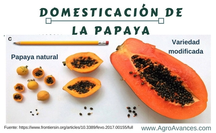 La domesticación y genética de la Papaya
