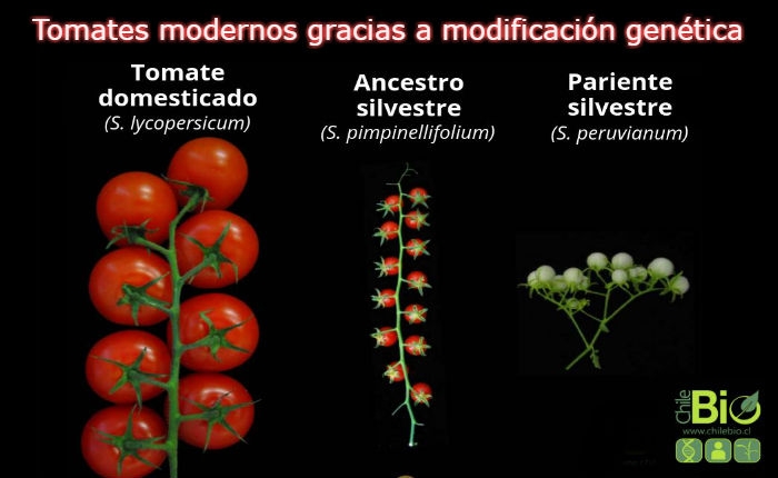 Tomates modernos gracias a la modificación genética